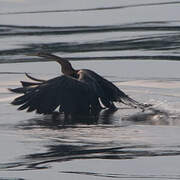 African Darter