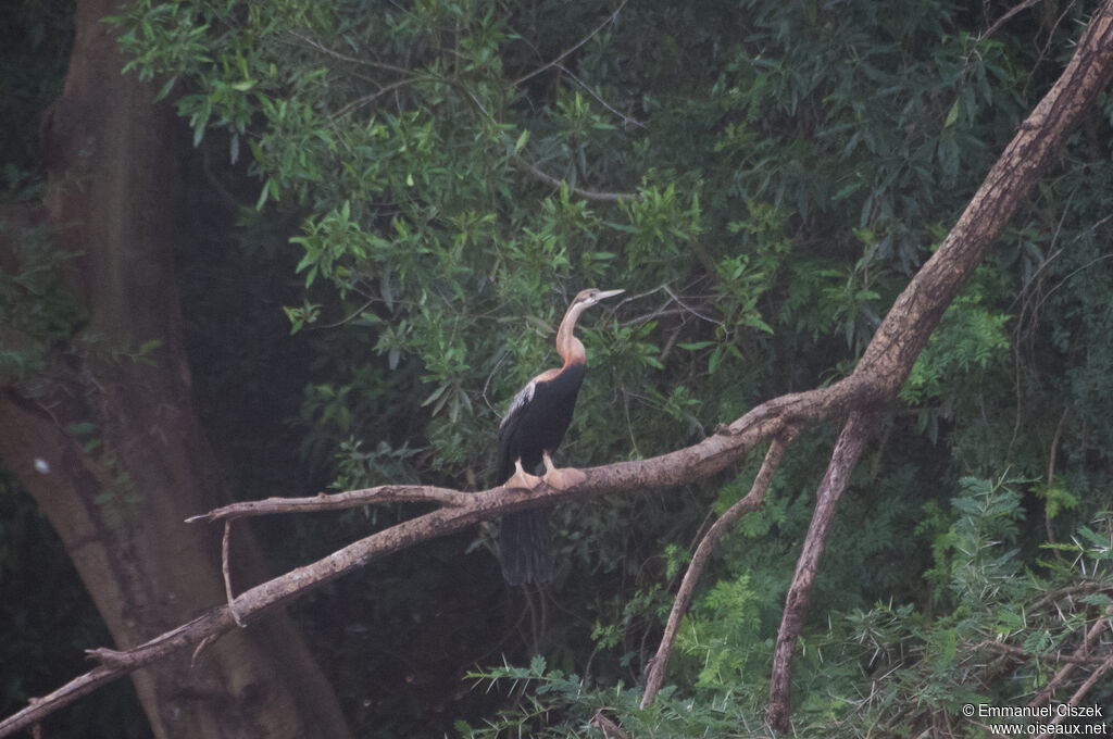 African Darter