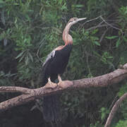 African Darter