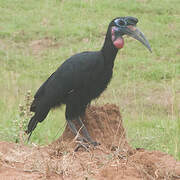 Abyssinian Ground Hornbill