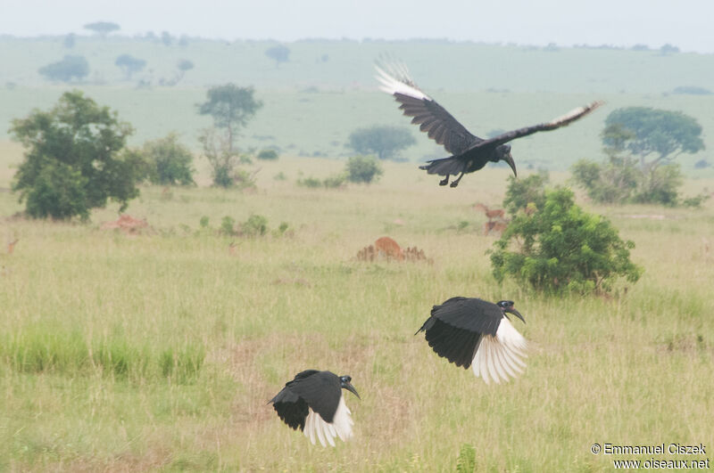 Abyssinian Ground Hornbill, Flight