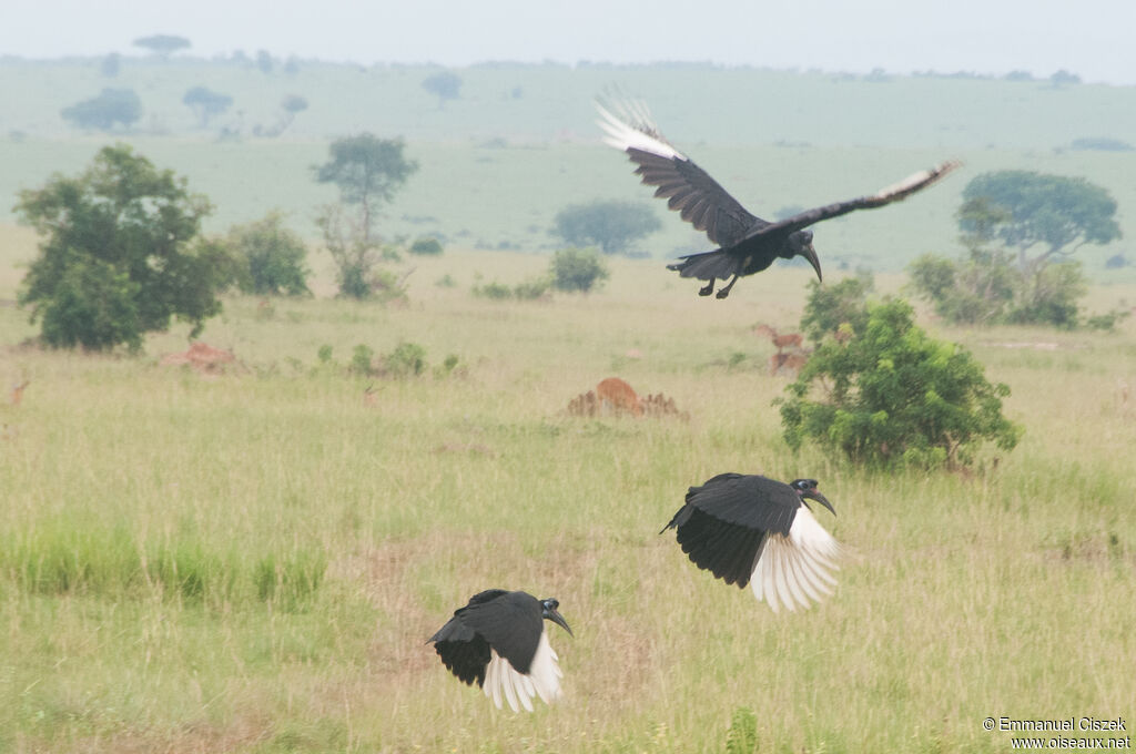 Abyssinian Ground Hornbill, Flight