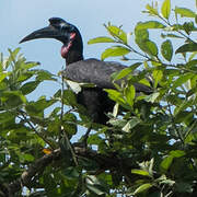 Abyssinian Ground Hornbill