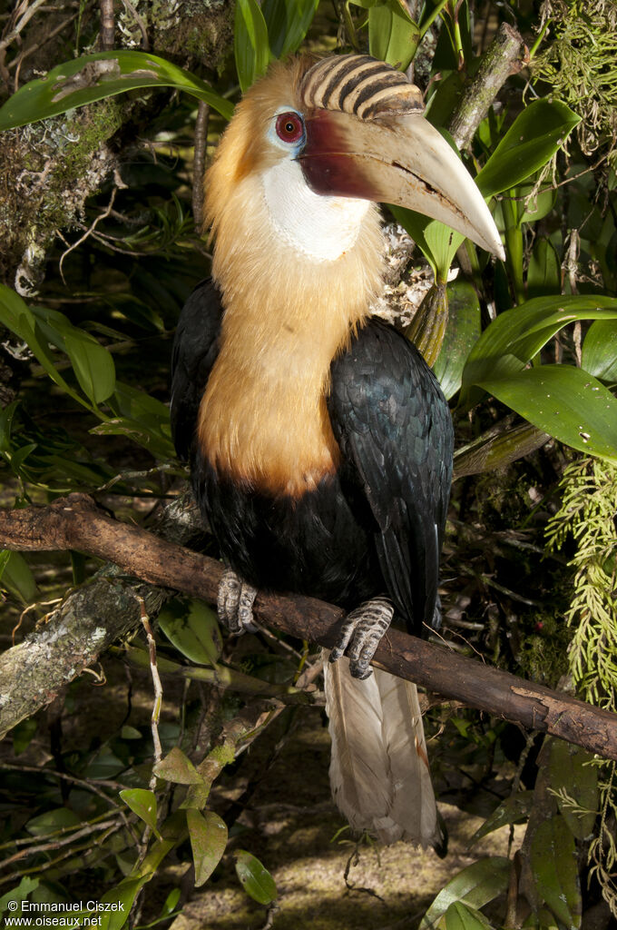 Blyth's Hornbill