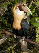 Blyth's Hornbill