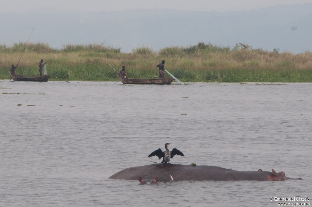 White-breasted Cormorant