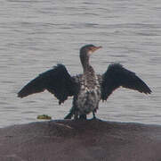 Cormoran à poitrine blanche