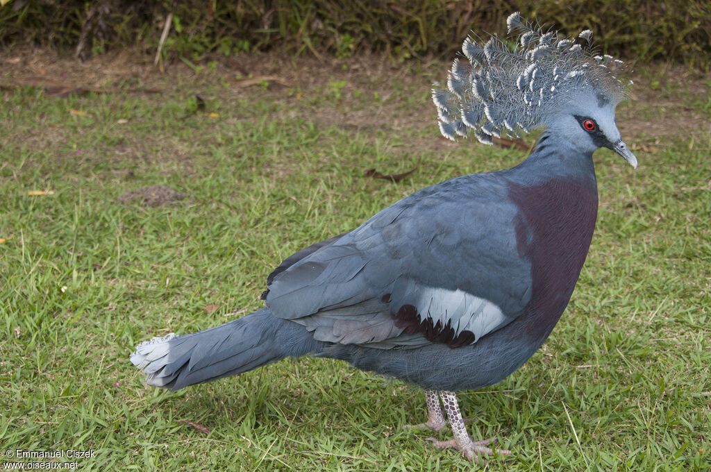 Victoria Crowned Pigeon