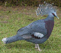 Victoria Crowned Pigeon