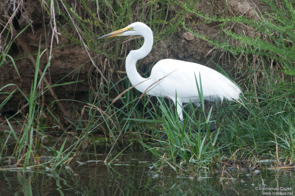 Grande Aigrette