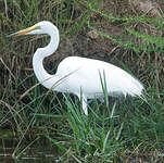 Grande Aigrette