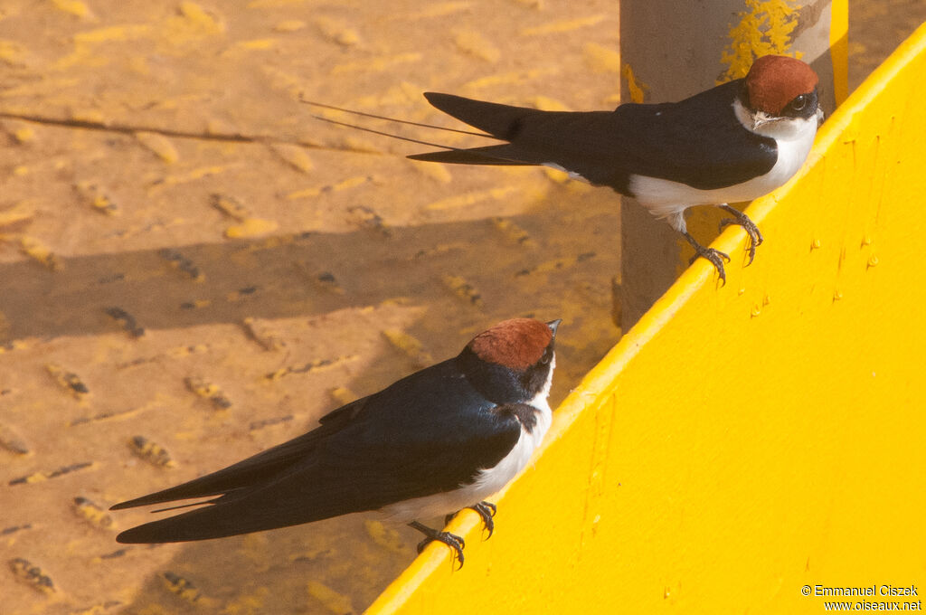 Wire-tailed Swallowadult breeding