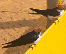 Wire-tailed Swallow