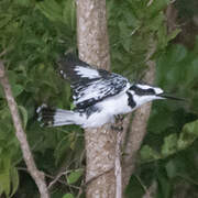 Pied Kingfisher