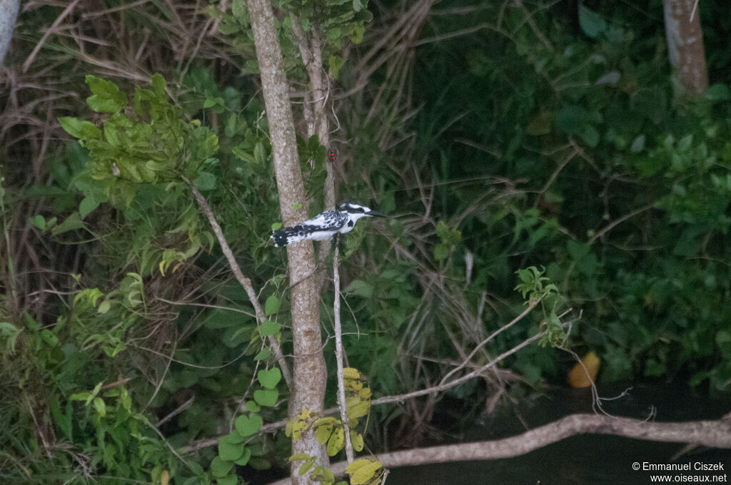 Pied Kingfisher