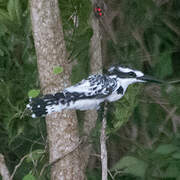 Pied Kingfisher