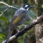 Belford's Melidectes