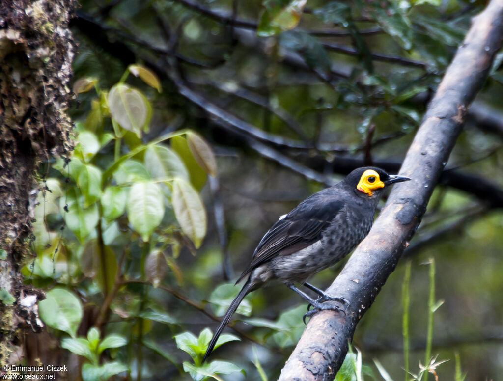 Common Smoky Honeyeater