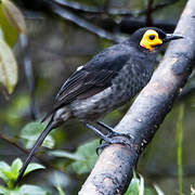 Common Smoky Honeyeater