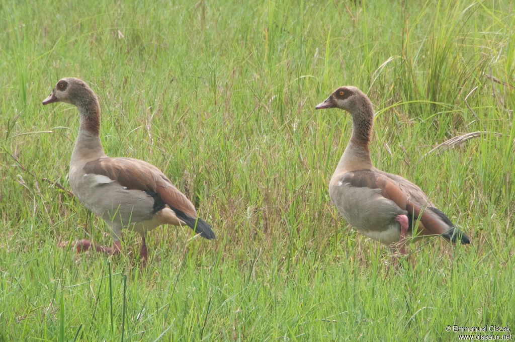 Egyptian Gooseadult, walking