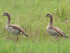 Egyptian Goose