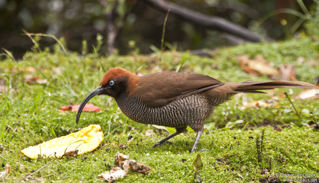 Brown Sicklebill