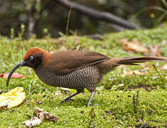 Brown Sicklebill