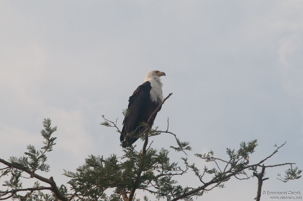 African Fish Eagle