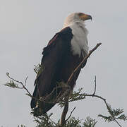 African Fish Eagle