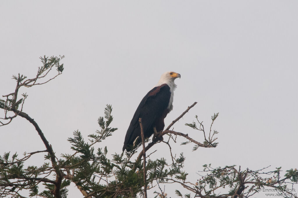 African Fish Eagle