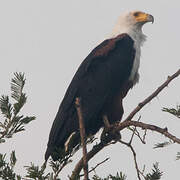 African Fish Eagle