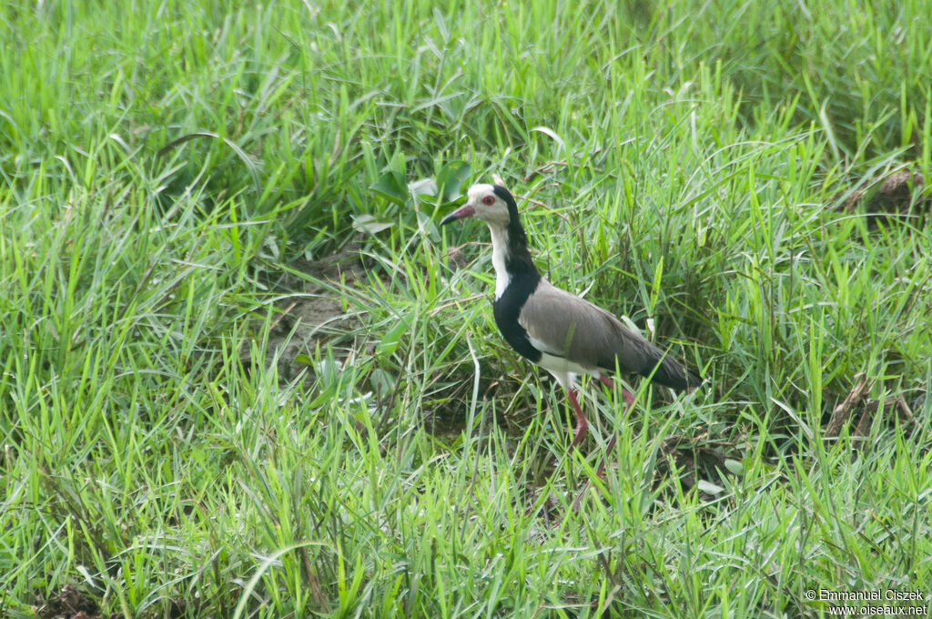 Long-toed Lapwing, walking