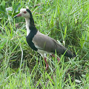 Long-toed Lapwing