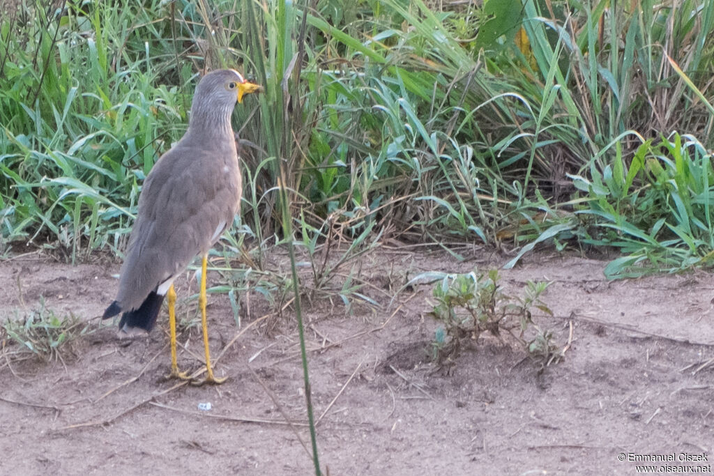 African Wattled Lapwing