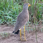 African Wattled Lapwing