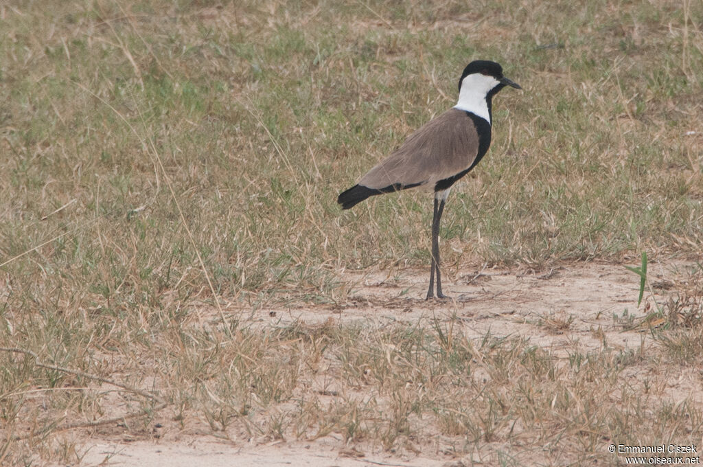 Spur-winged Lapwing