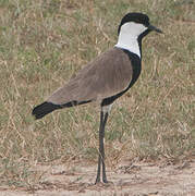 Spur-winged Lapwing