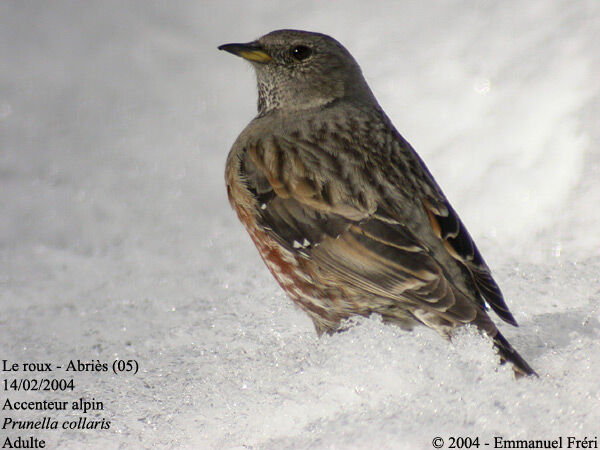 Alpine Accentor