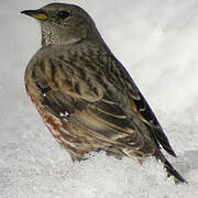 Alpine Accentor