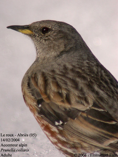 Accenteur alpin