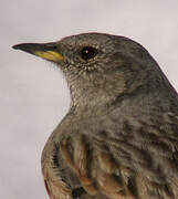 Alpine Accentor