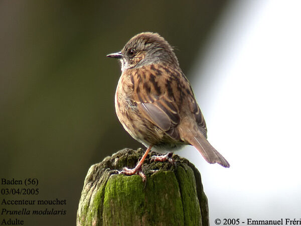 Dunnock