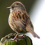 Dunnock