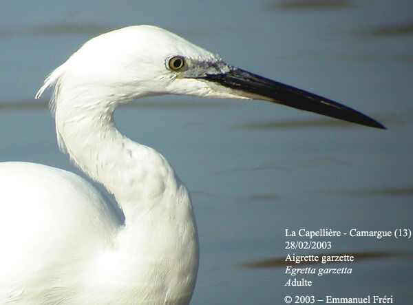 Little Egret