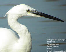 Aigrette garzette