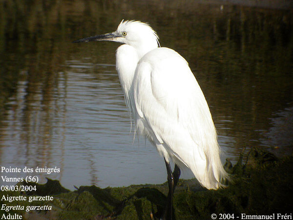 Little Egret