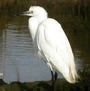 Little Egret