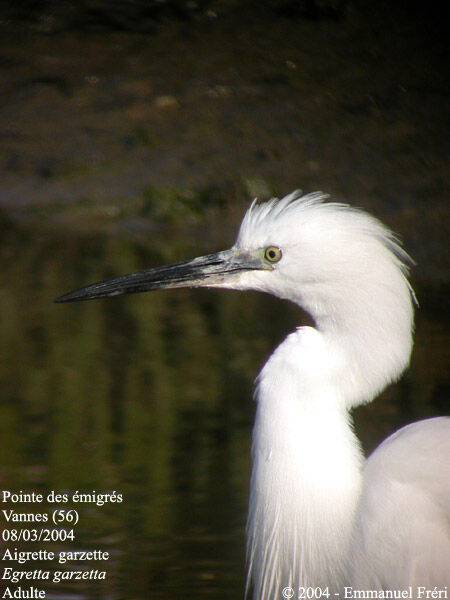 Little Egret