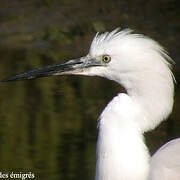 Aigrette garzette