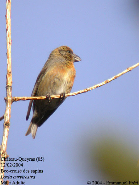 Red Crossbill